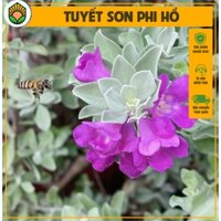 Combo cây Tuyết Sơn Phi Hồ - Kích thước giao động 50-60 cm - Hoa nở rực rỡ