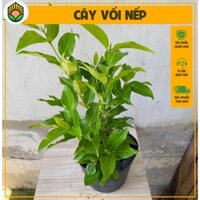 Combo cây Vối Nếp - Kích thước giao động 50-60 cm - Cây dược liệu