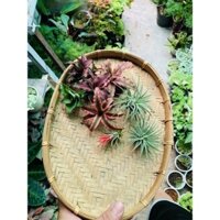 combo dứa mini và không khí