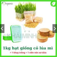 [Combo full bộ trồng] Hạt giống cỏ lúa mì, khay trồng 2 lớp, viên nén xơ dừa