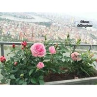 Combo hoa hồng khô