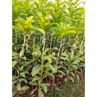 Combo hồng xiêm con+choai