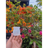 Combo hũ đựng sữa chua 70 ml