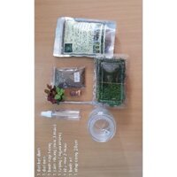 Combo làm bình Terrarium mini