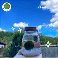 Combo lọ sỏi Marimo