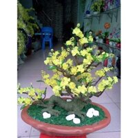 combo nguyên liệu làm cây mai bằng hoa pha lê