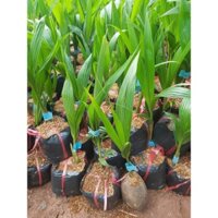 combo nhãn không hạt mít tứ quý sầu riêng ruột đỏ đô na xoài ngọc vân (phuongboutiquedk)