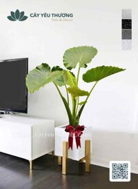 [Combo] Ráy tai voi/Chậu đá mài vuông/Đôn gỗ