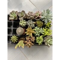 Combo sen đá, đất trồng, chậu, đá pumice khách đặt