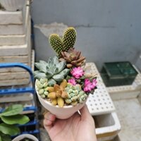 Combo sen đá mix xương rồng, hồng sao sẵn chậu có kèm phụ kiện và túi MIKO_GARDEN lỗi 1 đền 1