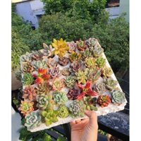 COMBO SEN VỈ MINI 42 CÂY MIX SIÊU XINH CÂY GIÀ LÊN MÀU ĐẸP MIKO_GARDEN lỗi 1 đền 1