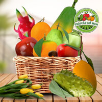 Combo số 1-10 trái cây giả (Thanh long, Đủ dài, Cầu gai dài, Xoài cát, Ổi , Điều, Cam mỹ, Quýt, Dừa xanh, Táo mỹ)