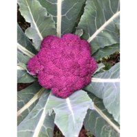 Combo súp lơ mix 5 màu tím, ngọc bích, san hô, xanh, gói 20 hạt