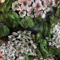 Combo vải tỉa hoa...huong lê