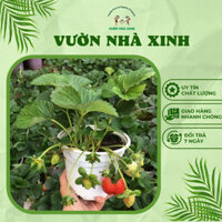 Combo Vỉ 10 Cây Giống Dâu Tây Hana Cấy Mô Chuẩn Giống 99% Vườn Nhà Xinh