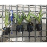 Combo Vũ nữ Bút Chì 4cay 150k