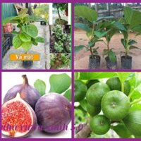 Combo10 cây vả mật-ngoã mất (cây bầu rễ ổn định