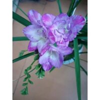 Combo5 củ giống hoa Lan Nam Phi đủ màu - Vườn Hoa Hà Thành