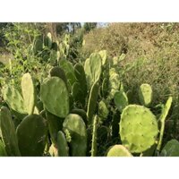 comple 3 cây xương rồng tai thỏ - 2 nhánh xương rồng 3 cạnh