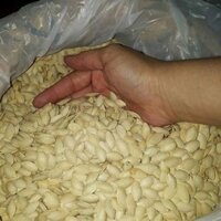 Compo 2.5 kg hạt bí rang tay thủ công đảm bảo hàng loại 1. - Shop Khánh Chi