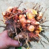 Compo 2Kg NGHỆ ĐỎ mọc tự nhiên Rừng khách đặt mới đào báo tươi mới