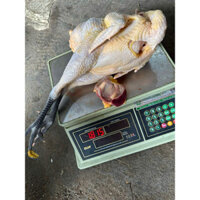 con gà mái  lai trọi chân đen 1,5-1,8kg