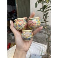 Cóng bách hoa cho chim chào mào tặng kèm tai