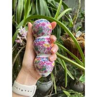 cóng bách hoa mi ,choè