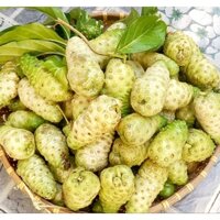 Cốt nhàu ngâm đường cát vàng - Mua 3 lít tặng 500ml