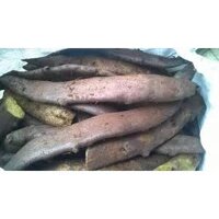 Cốt toái bổ ( tắc kè đá ) khô