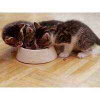 CRT VH COMBO 12 GÓI Pate mèo con Whiskas junior 85g 6 CRT