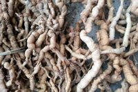 Củ ba kích tím khô – tươi bao nhiêu tiền 1kg | Mua ở đâu uy tín