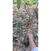 Củ bạc hà núi ( Củ Ráy)