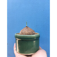 Củ bình vôi (cả chậu)