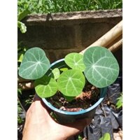 Củ bình vôi hàng Thái Lan lá chuẩn 100% y hình