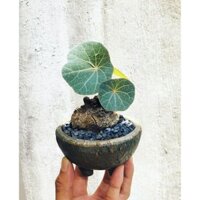 củ bình vôi lá to - stephania nova ( củ như ảnh cuối)