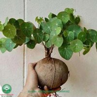 Củ Bình Vôi Làm Cảnh Siêu Độc Lạ 1-2kg LOẠI 01