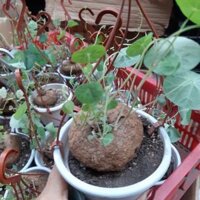 Củ bình vôi nhỏ