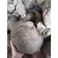 Củ bình vôi rừng