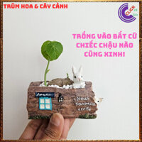 Củ Bình Vôi Thái 4-5cm Đã Mọc Lá Trưởng Thành Củ Đồng Tiền Khỏe Đẹp ⌛ Siêu Thị 5000 Loài Hoa Đẹp