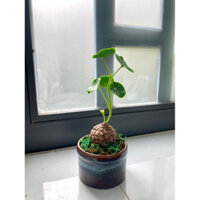 Củ Bình Vôi Thái làm bằng đất sét