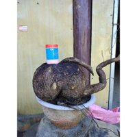 củ bình vôi trồng phong thủy