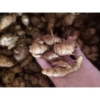 Củ địa liền chữa đau xương khớp 1kg