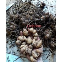 củ địa liền tươi 2kg 165k