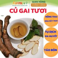 Củ gai tươi an thai cho bà bầu, loại trồng trên 5 năm (1kg), Farm247