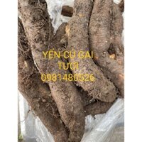 CỦ GAI TƯƠI NHÀ TRỒNG (1KG củ to)