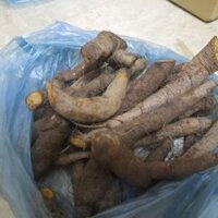 Củ gai tươi