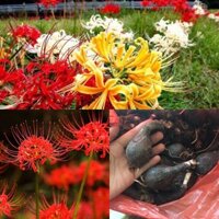 CỦ GIỐNG HOA BỈ NGẠN - SET 10 CỦ