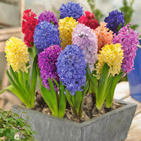 Củ Giống Hoa Dạ Lan Hương ( Tiên Ông )