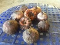 Củ giống hoa lay ơn